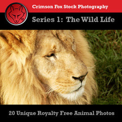 20 Royalty Free Animal Stock Photos